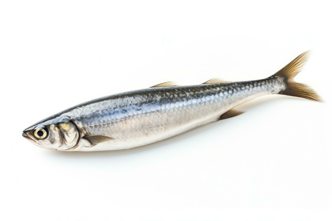 Sardines prêtes à cuire : photo du produit rappelé le 02/09/2024