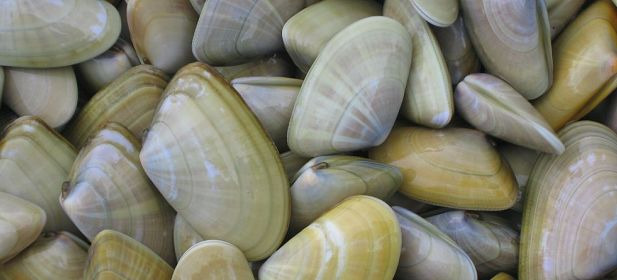 Telline (donax trunculus) 3kg Keraliou : photo du produit rappelé le 08/04/2021