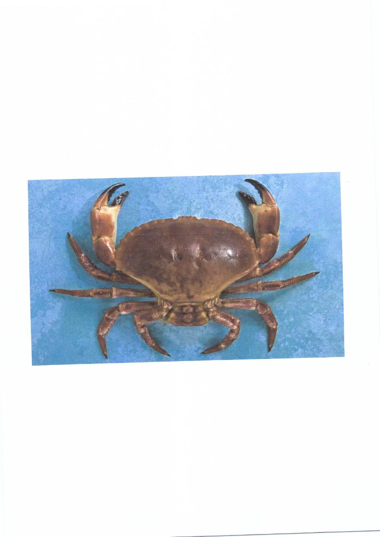 Tourteau vi 600/800gr Vivier de Loctudy : photo du produit rappelé le 26/06/2025